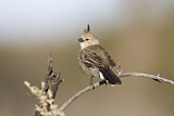 Image. Chirruping Wedgebill