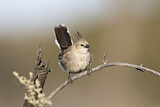 Image. Chirruping Wedgebill