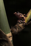 Image. Chocolate treefrog