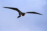 Image. Christmas Frigatebird