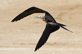 Image. Christmas Frigatebird