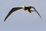 Image. Christmas Frigatebird