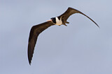 Image. Christmas Frigatebird