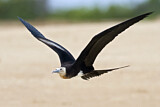 Image. Christmas Frigatebird