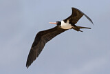 Image. Christmas Frigatebird