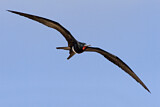 Image. Christmas Frigatebird