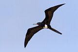 Image. Christmas Frigatebird