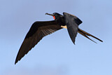 Image. Christmas Frigatebird