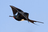 Image. Christmas Frigatebird
