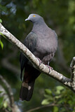 Image. Christmas Imperial Pigeon
