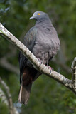 Image. Christmas Imperial Pigeon