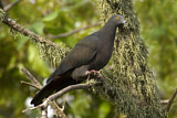 Image. Christmas Imperial Pigeon