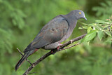 Image. Christmas Imperial Pigeon