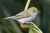 Image. Christmas White-eye