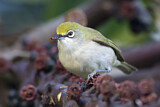 Image. Christmas White-eye
