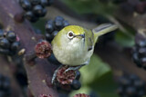 Image. Christmas White-eye