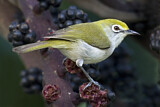 Image. Christmas White-eye