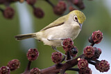 Image. Christmas White-eye