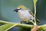 Image. Christmas White-eye