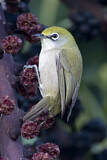 Image. Christmas White-eye