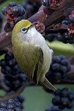 Image. Christmas White-eye