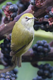 Image. Christmas White-eye
