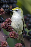 Image. Christmas White-eye