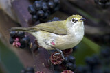 Image. Christmas White-eye