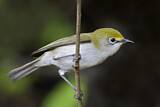 Image. Christmas White-eye