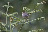 Image. Chubb's Cisticola