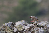 Image. Chukar Partridge