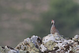 Image. Chukar Partridge