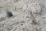 Image. Chukar Partridge