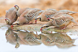 Image. Chukar Partridge