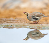 Image. Chukar Partridge