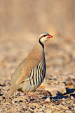 Image. Chukar Partridge