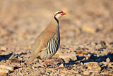 Image. Chukar Partridge
