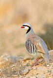 Image. Chukar Partridge