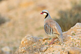 Image. Chukar Partridge