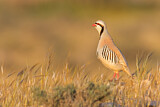 Image. Chukar Partridge