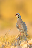 Image. Chukar Partridge