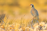 Image. Chukar Partridge