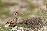 Image. Chukar Partridge