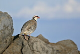 Image. Chukar Partridge