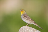 Image. Cinereous Bunting