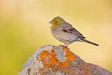 Image. Cinereous Bunting