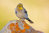 Image. Cinereous Bunting