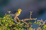 Image. Cinereous Bunting