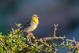 Image. Cinereous Bunting