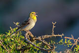 Image. Cinereous Bunting